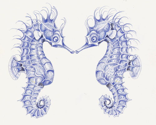 seahorse.jpg